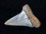 Carcharodon hastalis (AGASSIZ 1838) - Bild © FossNet FossilienStore